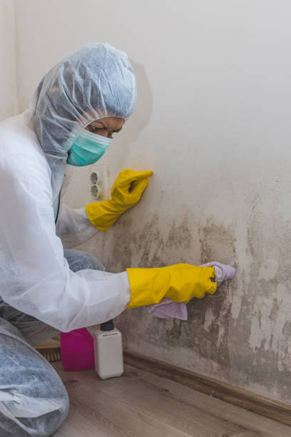 Best Environmental Consulting for Mold Prevention  in Iola, WI