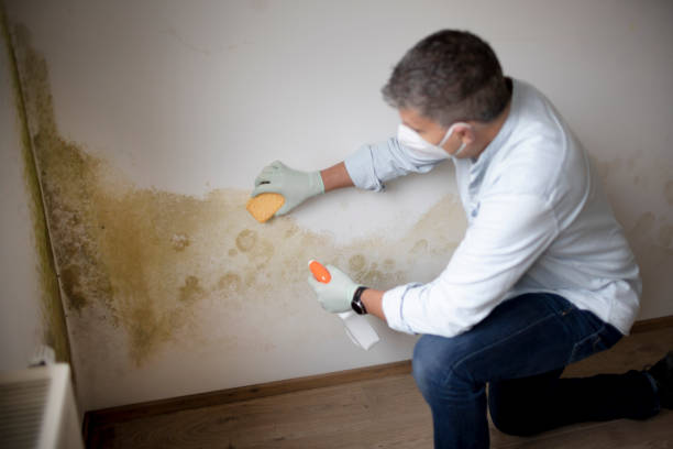 Best Asbestos and Lead Testing During Mold Inspection  in Iola, WI