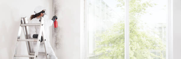  Iola, WI Mold Removal Pros